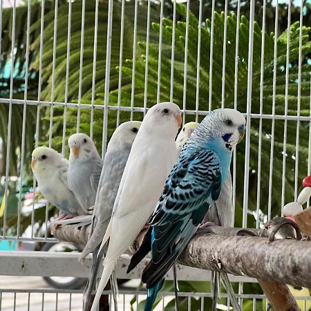 جاراباكو B-5 Aprt. Tipo Villa Sonidos De Las Aves. المظهر الخارجي الصورة